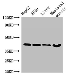 MAPK12 / ERK6 / SAPK3 Antibody - Positive WB detected in:HepG2 whole cell lysate,A549 whole cell lysate,Mouse liver tissue,Mouse skeletal muscle tissue;All lanes:MAPK12 antibody at 2.7?g/ml;Secondary;Goat polyclonal to rabbit IgG at 1/50000 dilution;Predicted band size: 42,41 KDa;Observed band size: 42 KDa;