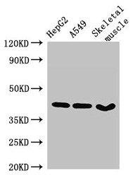 MAPK12 / ERK6 / SAPK3 Antibody - Western Blot Positive WB detected in: HepG2 whole cell lysate, A549 whole cell lysate, Mouse skeletal muscle tissue All lanes: MAPK12 antibody at 2.7µg/ml Secondary Goat polyclonal to rabbit IgG at 1/50000 dilution Predicted band size: 42, 41 kDa Observed band size: 42 kDa