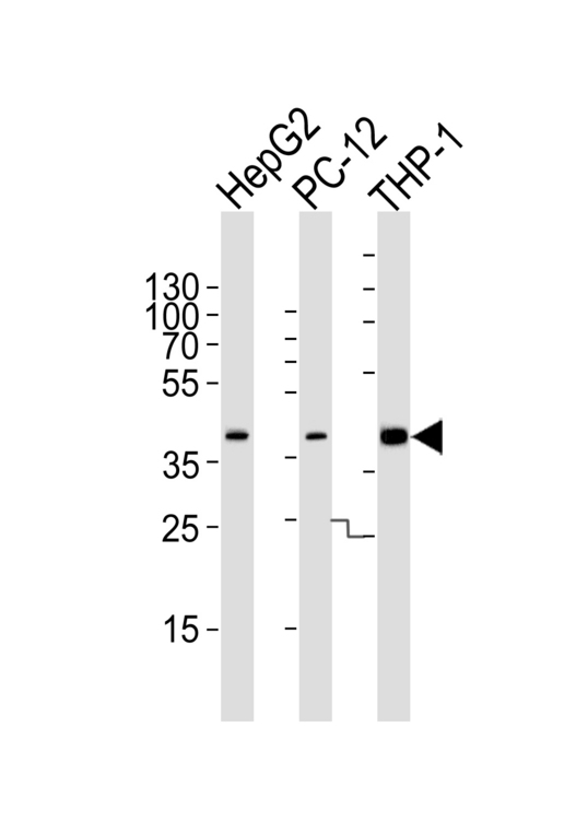 MAPK13 / p38delta Antibody - Western blot of lysates from HepG2, PC-12, THP-1 cell line (from left to right) with MAPK13/14 Antibody. Antibody was diluted at 1:1000 at each lane. A goat anti-rabbit IgG H&L (HRP) at 1:5000 dilution was used as the secondary antibody. Lysates at 35 ug per lane.