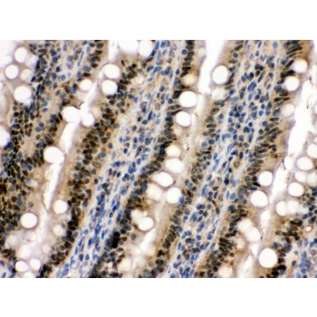 MAPK13 / p38delta Antibody - SAPK4 antibody IHC-paraffin. IHC(P): Rat Intestine Tissue.