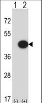 MAPK13 / p38delta Antibody - Western blot of Mapk13 (arrow) using rabbit polyclonal Mouse Mapk13 Antibody. 293 cell lysates (2 ug/lane) either nontransfected (Lane 1) or transiently transfected (Lane 2) with the Mapk13 gene.