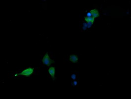 MAPK13 / p38delta Antibody - Anti-MAPK13 mouse monoclonal antibody immunofluorescent staining of COS7 cells transiently transfected by pCMV6-ENTRY MAPK13.