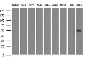 MAPK13 / p38delta Antibody - Western blot of extracts (35ug) from 9 different cell lines by using anti-MAPK13 monoclonal antibody (HepG2: human; HeLa: human; SVT2: mouse; A549: human; COS7: monkey; Jurkat: human; MDCK: canine; PC12: rat; MCF7: human).
