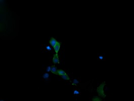 MAPK13 / p38delta Antibody - Anti-MAPK13 mouse monoclonal antibody immunofluorescent staining of COS7 cells transiently transfected by pCMV6-ENTRY MAPK13.