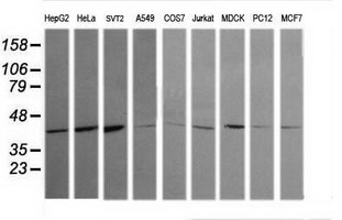 MAPK13 / p38delta Antibody - Western blot of extracts (35 ug) from 9 different cell lines by using g anti-MAPK13 monoclonal antibody (HepG2: human; HeLa: human; SVT2: mouse; A549: human; COS7: monkey; Jurkat: human; MDCK: canine; PC12: rat; MCF7: human).