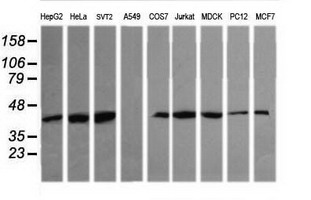 MAPK13 / p38delta Antibody - Western blot of extracts (35ug) from 9 different cell lines by using anti-MAPK13 monoclonal antibody (HepG2: human; HeLa: human; SVT2: mouse; A549: human; COS7: monkey; Jurkat: human; MDCK: canine; PC12: rat; MCF7: human).