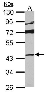MAPK13 / p38delta Antibody - Sample (30 ug of whole cell lysate) A: HepG2 10% SDS PAGE MAPK13 / SAPK4 antibody diluted at 1:1000