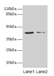 MAPK13 / p38delta Antibody - Western blot All lanes: MAPK13 antibody at 2µg/ml Lane 1: Hela cells Lane 2: A549 cells Secondary Goat polyclonal to rabbit IgG at 1/10000 dilution Predicted band size: 43, 29 kDa Observed band size: 43 kDa