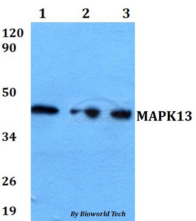 MAPK13 / p38delta Antibody - Western blot of MAPK13 antibody at 1:500 dilution. Lane 1: A549 whole cell lysate. Lane 2: sp2/0 whole cell lysate. Lane 3: H9C2 whole cell lysate.