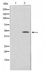 MAPK13 / p38delta Antibody - Western blot of JK cell lysate using MAPK1/3 Antibody