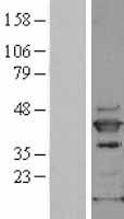 MAPK13 / p38delta Protein - Western validation with an anti-DDK antibody * L: Control HEK293 lysate R: Over-expression lysate