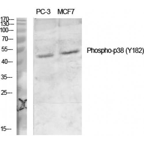 MAPK14 / p38 Antibody - Western blot of Phospho-p38 (Y182) antibody