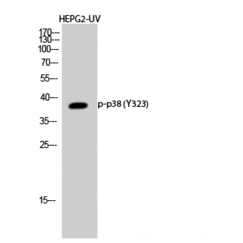 MAPK14 / p38 Antibody - Western blot of Phospho-p38 (Y323) antibody