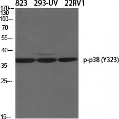 MAPK14 / p38 Antibody - Western blot of Phospho-p38 (Y323) antibody
