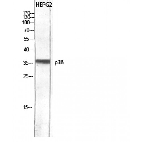 MAPK14 / p38 Antibody - Western blot of p38 antibody