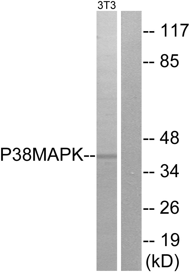 MAPK14 / p38 Antibody - Western blot analysis of lysates from NIH/3T3 cells, treated with UV, using p38 MAPK Antibody. The lane on the right is blocked with the synthesized peptide.