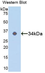 MAPK14 / p38 Antibody - Western blot of recombinant MAPK14 / p38.  This image was taken for the unconjugated form of this product. Other forms have not been tested.