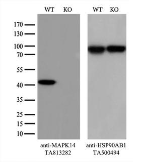 MAPK14 / p38 Antibody - Equivalent amounts of cell lysates  and MAPK14-Knockout HEK293T cells  were separated by SDS-PAGE and immunoblotted with anti-MAPK14 monoclonal antibody. Then the blotted membrane was stripped and reprobed with anti-HSP90 antibody as a loading control.