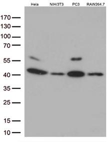 MAPK14 / p38 Antibody - Western blot analysis of extracts. (35ug) from 4 different cell lines by using anti-MAPK14 monoclonal antibody. (1:500)
