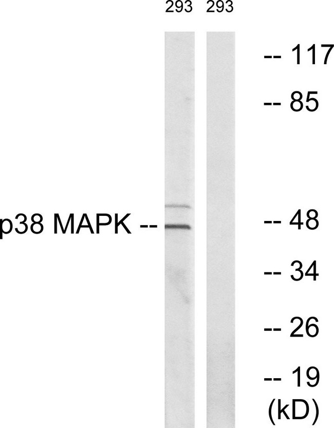 MAPK14 / p38 Antibody - Western blot analysis of lysates from 293 cells, using p38 MAPK Antibody. The lane on the right is blocked with the synthesized peptide.