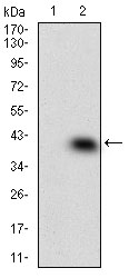 MAPK14 / p38 Antibody - Western blot using MAPK14 monoclonal antibody against HEK293 (1) and MAPK14 (AA: 299-360)-hIgGFc transfected HEK293 (2) cell lysate.