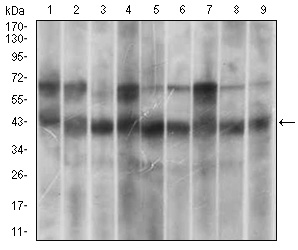 MAPK14 / p38 Antibody - Western blot using MAPK14 mouse monoclonal antibody against HeLa (1), HEK293 (2), A431 (3), MCF-7 (4), RAW264.7 (5), Cos7 (6), C6 (7), Jurkat (8) and NIH/3T3 (9) cell lysate.