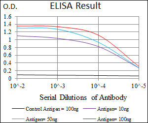 MAPK14 / p38 Antibody - Red: Control Antigen (100ng); Purple: Antigen (10ng); Green: Antigen (50ng); Blue: Antigen (100ng);