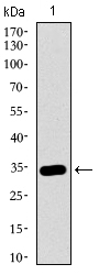 MAPK14 / p38 Antibody - Western blot using MAPK14 monoclonal antibody against human MAPK14 recombinant protein. (Expected MW is 33 kDa)