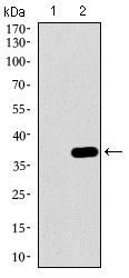 MAPK14 / p38 Antibody - Western blot using MAPK14 monoclonal antibody against HEK293 (1) and MAPK14 (AA: 299-360)-hIgGFc transfected HEK293 (2) cell lysate.
