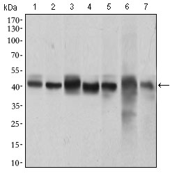 MAPK14 / p38 Antibody - Western blot using MAPK14 mouse monoclonal antibody against HeLa (1), NIH/3T3 (2), Jurkat (3), Raw264.7 (4), PC-12 (5), C6 (6) and COS7 (7) cell lysate.