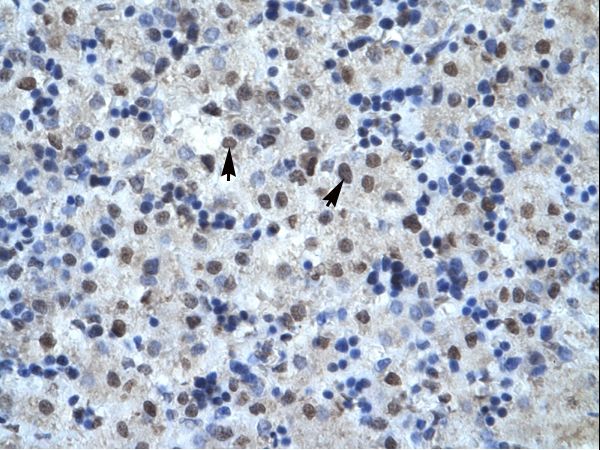 MAPK14 / p38 Antibody - Human Liver.  This image was taken for the unconjugated form of this product. Other forms have not been tested.