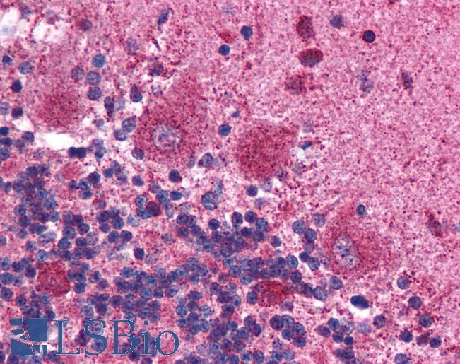 MAPK14 / p38 Antibody - Anti-MAPK14 / p38 antibody IHC of human brain, cerebellum. Immunohistochemistry of formalin-fixed, paraffin-embedded tissue after heat-induced antigen retrieval. Antibody concentration 5 ug/ml.  This image was taken for the unconjugated form of this product. Other forms have not been tested.