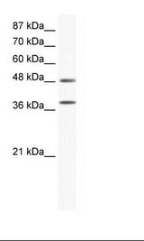 MAPK14 / p38 Antibody - Jurkat Cell Lysate.  This image was taken for the unconjugated form of this product. Other forms have not been tested.