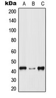 MAPK14 / p38 Antibody - Western blot analysis of p38 expression in HeLa (A); Raw264.7 (B); H9C2 (C) whole cell lysates.