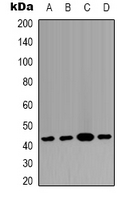 MAPK14 / p38 Antibody - Western blot analysis of p38 expression in HEK293T (A); Raw264.7 (B); mouse heart (C); PC12 (D) whole cell lysates.