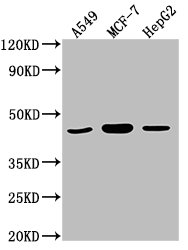 MAPK14 / p38 Antibody - Western Blot Positive WB detected in: A549 whole cell lysate, MCF-7 whole cell lysate, HepG2 whole cell lysate All lanes: MAPK14 antibody at 1:2000 Secondary Goat polyclonal to rabbit IgG at 1/50000 dilution Predicted band size: 42, 35, 36, 30 kDa Observed band size: 42 kDa