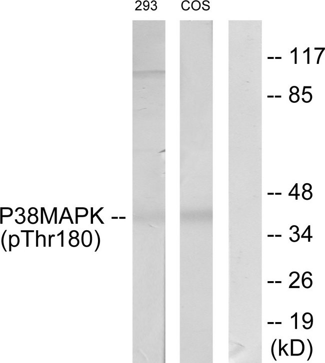 MAPK14 / p38 Antibody - Western blot analysis of lysates from 293 cells and COS7 cells, using p38 MAPK (Phospho-Thr180) Antibody. The lane on the right is blocked with the phospho peptide.