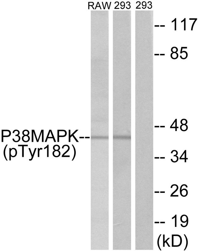 MAPK14 / p38 Antibody - Western blot analysis of lysates from RAW264.7 cells and 293 cells, using p38 MAPK (Phospho-Tyr182) Antibody. The lane on the right is blocked with the phospho peptide.