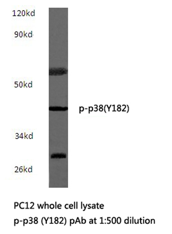 MAPK14 / p38 Antibody - Western blot of p-p38 (Y182) pAb in extracts from PC12 cells.