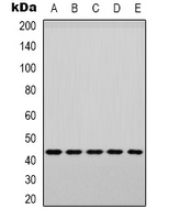 MAPK14 / p38 Antibody - Western blot analysis of p38 (pY182) expression in PC3 (A); MCF7 (B); Raw264.7 (C); mouse muscle (D); rat muscle (E) whole cell lysates.