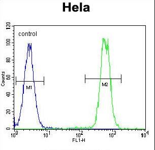 MAPK14 / p38 Antibody - MAPK14 Antibody (Y323) flow cytometry of HeLa cells (right histogram) compared to a negative control cell (left histogram). FITC-conjugated goat-anti-rabbit secondary antibodies were used for the analysis.