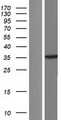 MAPK14 / p38 Protein - Western validation with an anti-DDK antibody * L: Control HEK293 lysate R: Over-expression lysate