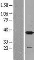 MAPK14 / p38 Protein - Western validation with an anti-DDK antibody * L: Control HEK293 lysate R: Over-expression lysate