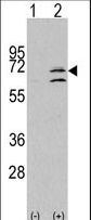 MAPK15 / ERK7 Antibody - Western blot of ERK8 (arrow) using rabbit polyclonal ERK8 Antibody. 293 cell lysates (2 ug/lane) either nontransfected (Lane 1) or transiently transfected with the MAPK15 gene (Lane 2) (Origene Technologies).