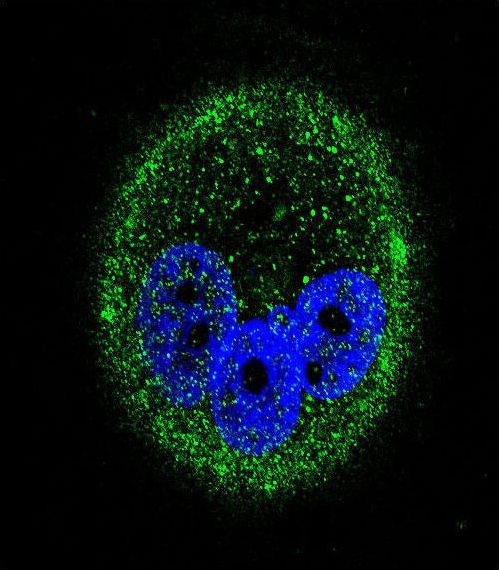 MAPK15 / ERK7 Antibody - Confocal immunofluorescence of MAPK15 Antibody with MCF-7 cell followed by Alexa Fluor 488-conjugated goat anti-mouse lgG (green). DAPI was used to stain the cell nuclear (blue).