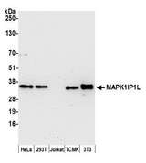 MAPK1IP1L Antibody - Detection of human and mouse MAPK1IP1L by western blot. Samples: Whole cell lysate (15 µg) from HeLa, HEK293T, Jurkat, mouse TCMK-1, and mouse NIH 3T3 cells prepared using NETN lysis buffer. Antibody: Affinity purified rabbit anti-MAPK1IP1L antibody used for WB at 1:1000. Detection: Chemiluminescence with an exposure time of 30 seconds.