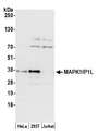 MAPK1IP1L Antibody - Detection of human MAPK1IP1L by western blot. Samples: Whole cell lysate (50 µg) from HeLa, HEK293T, and Jurkat cells prepared using NETN lysis buffer. Antibody: Affinity purified rabbit anti-MAPK1IP1L antibody used for WB at 1:1000. Detection: Chemiluminescence with an exposure time of 30 seconds.