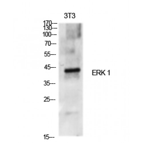 MAPK3 / ERK1 Antibody - Western blot of ERK 1 antibody