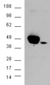 MAPK3 / ERK1 Antibody - MAPK3 / ERK1 antibody (0.3µg/ml) staining of HEK293 lysate (35µg protein in RIPA buffer). Detected by chemiluminescence.