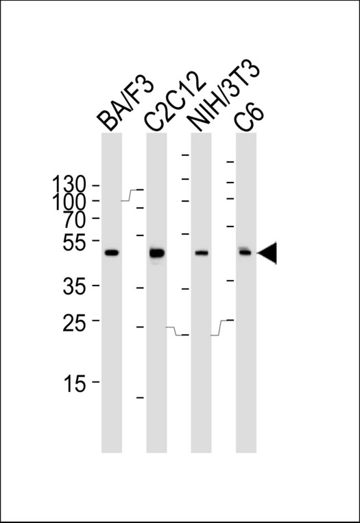 MAPK3 / ERK1 Antibody - Western blot of lysates from mouse BA/F3, C2C12, NIH/3T3 and rat C6 cell line (from left to right), using Mouse Mapk3 Antibody. Antibody was diluted at 1:1000 at each lane. A goat anti-rabbit IgG H&L (HRP) at 1:5000 dilution was used as the secondary antibody. Lysates at 35ug per lane.